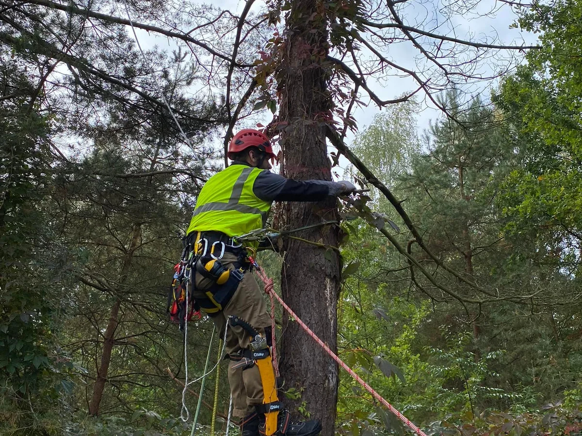 Arborystyka alpinistyczna